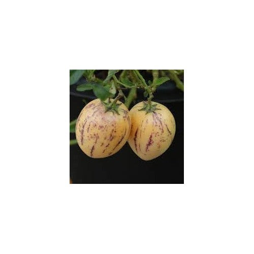Melon Pear Fruit Seeds for Planting [neera-v5-66cc2a415f817a294343]