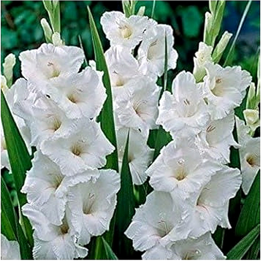 Heirloom Non-GMO Gladiolus Flower Seeds for Planting [neera-v5-66de2d17ca3506742246]