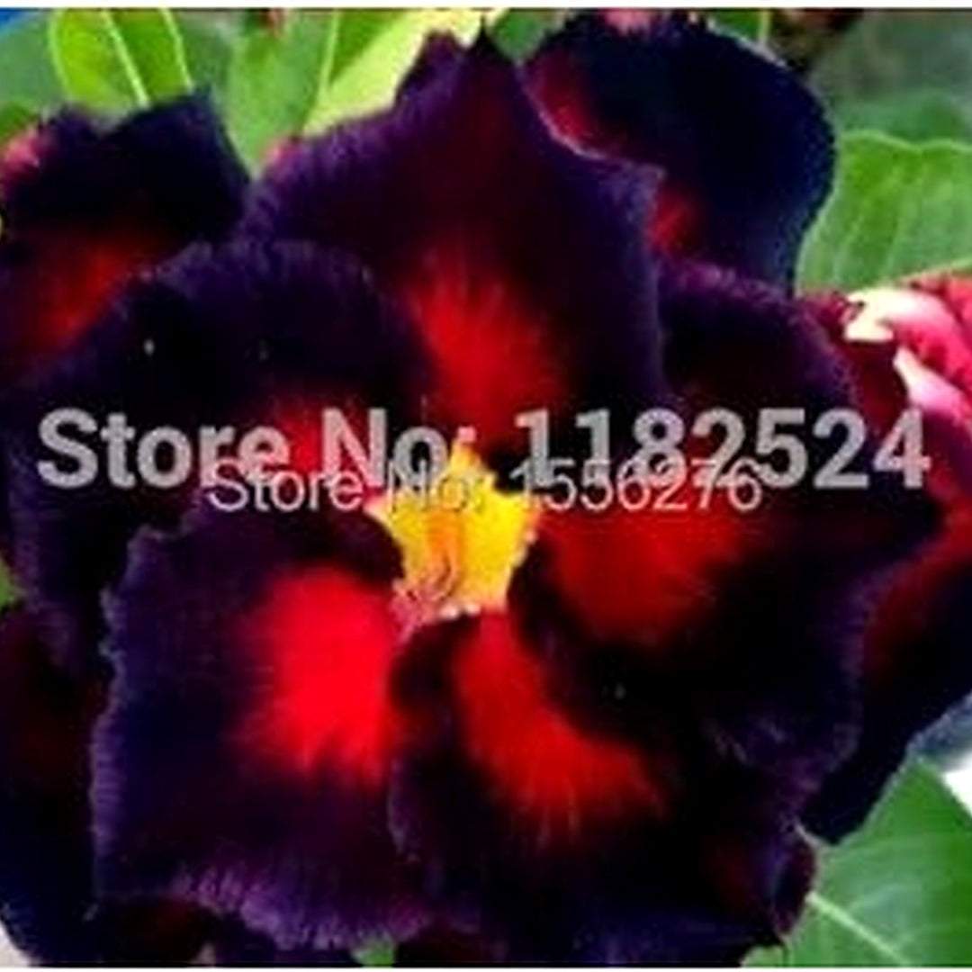 Heirloom Non-GMO Sky Blue Adenium Obesum Flower Seeds for Planting [neera-v5-66e180cf378b8486c17e]