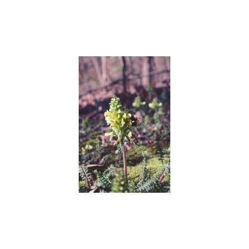 Lousewort Flower Seeds for Planting [neera-v5-66ed6f2551a380044a66]