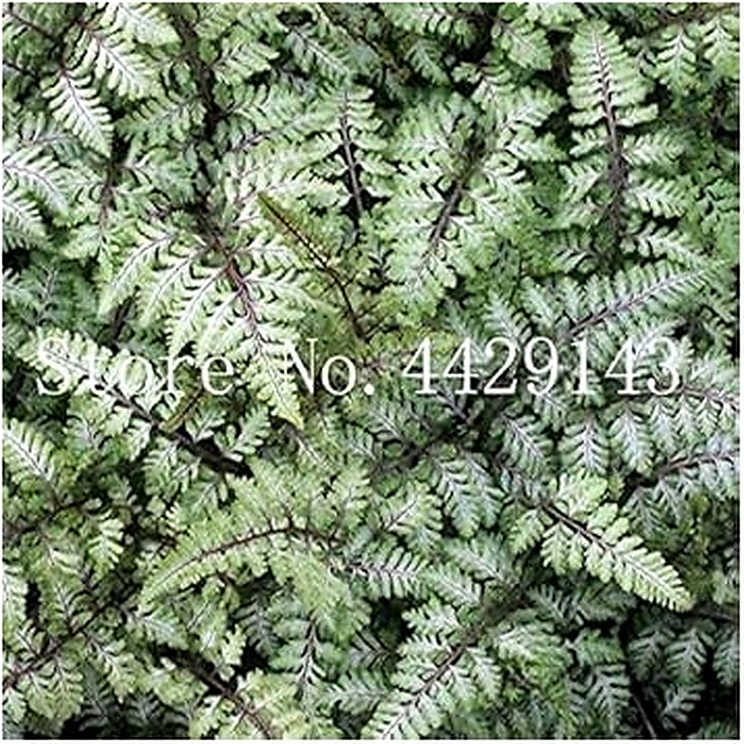 Mixed Color Fern Plant Seeds for Planting [neera-v5-66f13066aee3b54c79fb]