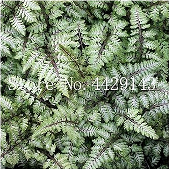 Mixed Color Fern Plant Seeds for Planting [neera-v5-66f13066aee3b54c79fb]