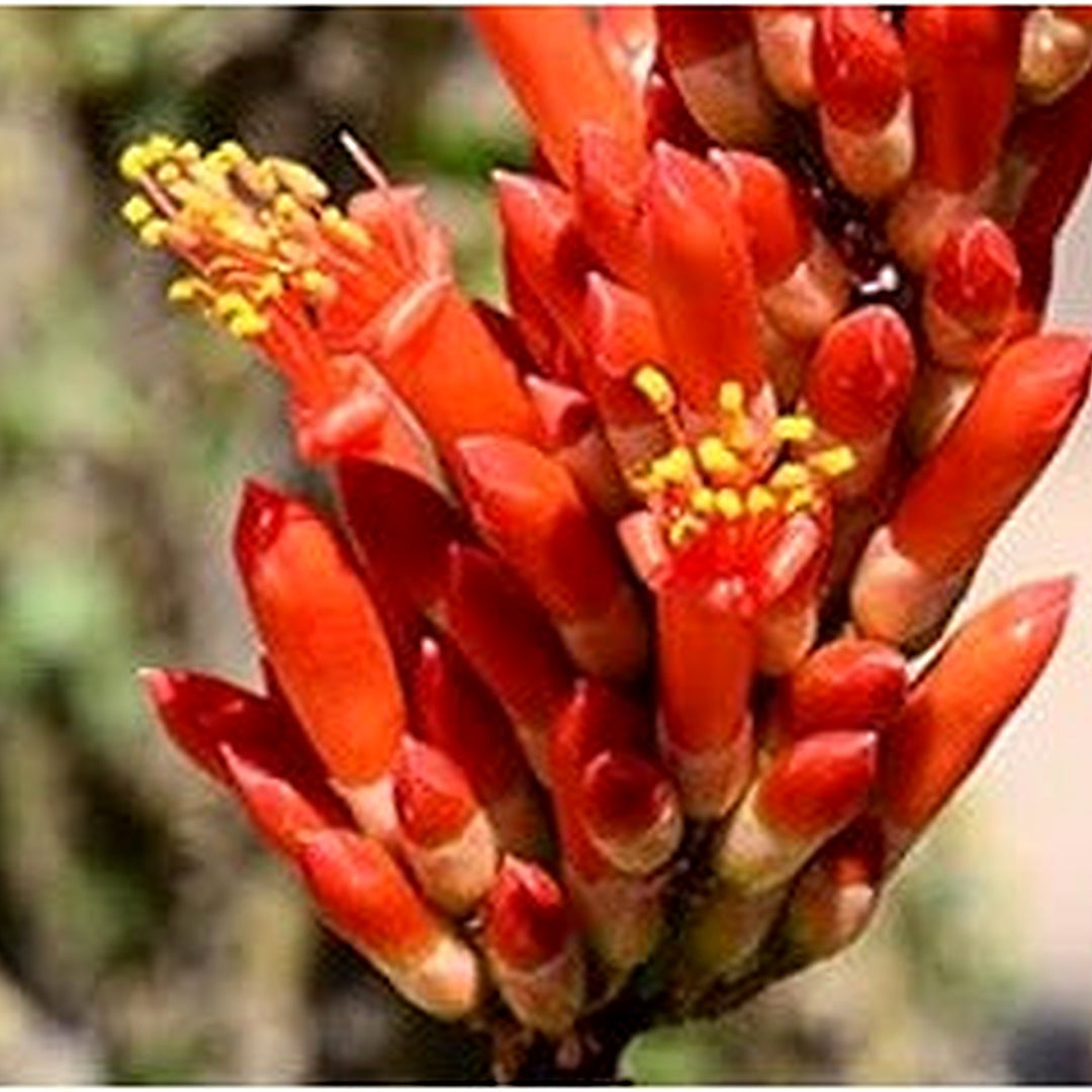 Ocotillo Fouquieria Splendens Plant Seeds for Planting [neera-v5-66f2c9cdc117f433aa3b]
