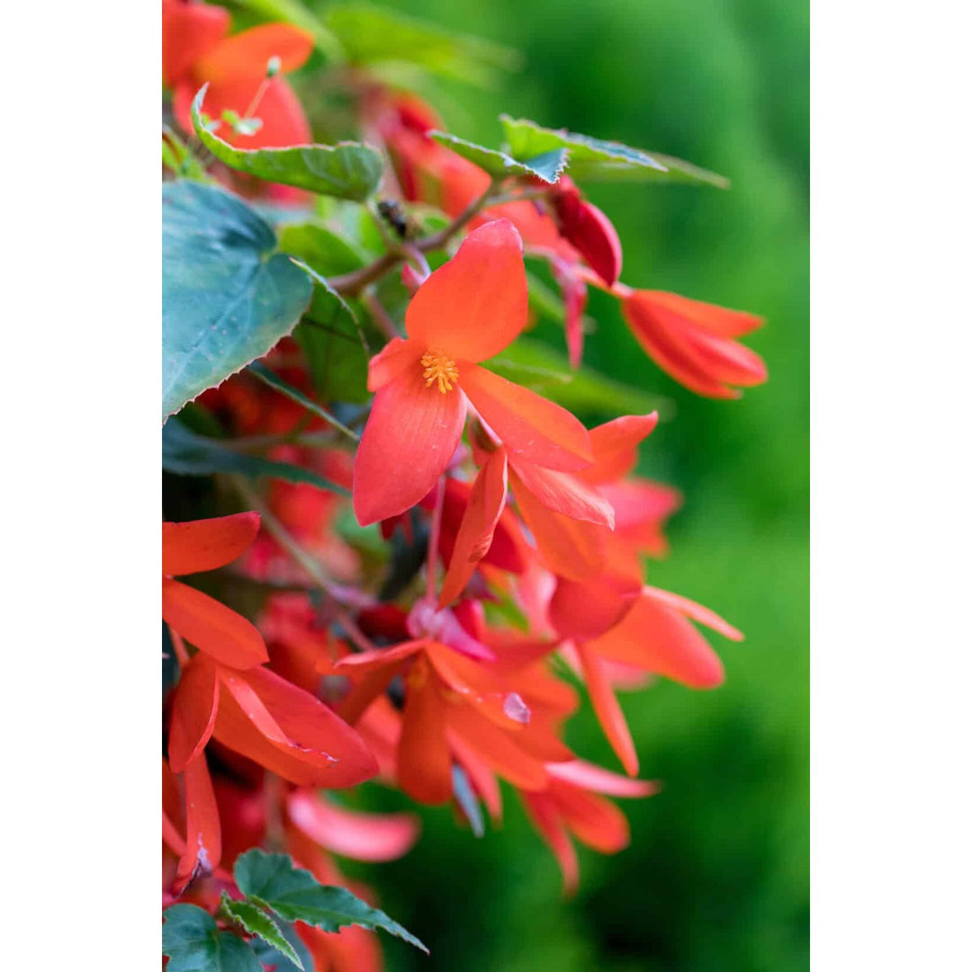 Heirloom Boliviensis Flower Non Gmo Vibrant Tuberous Blooms Lush Garden Planting Flower Seeds [neera-v5-66f5046b4b787ec39441]