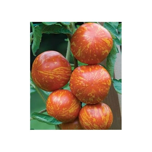 Heirloom Red Tomato Seeds for Planting [neera-v5-670993c1a65bf6588020]
