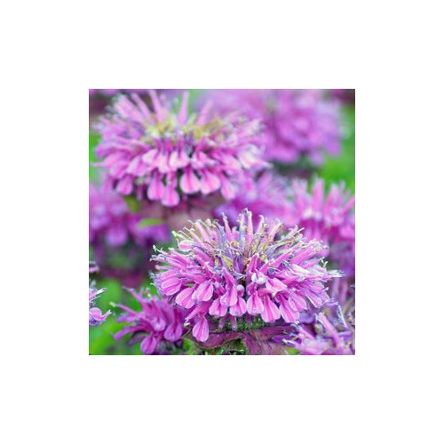 Purple Bee Balm / Bergamot (Monarda fistulosa) Flower Seeds for Planting [neera-v5-671d75d7abe9353e28ec]