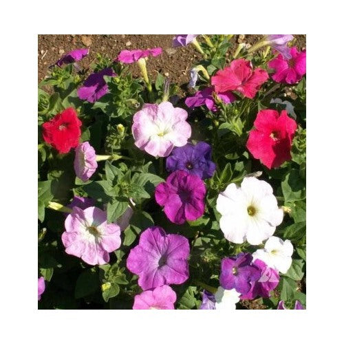 Dwarf Petunia Mix Planting Multicolor Mix Compact Variety Sizes Sold Free Ship Heirloom Non Gmo [neera-v5-671e9795dc5cd1f38990]
