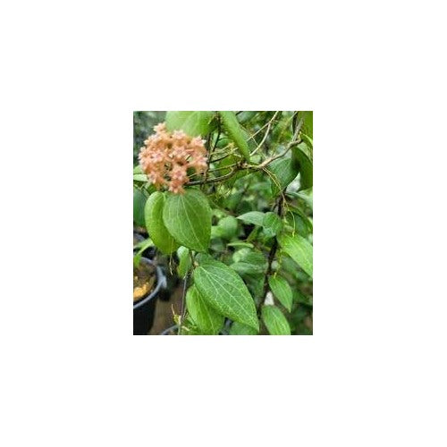 Heirloom Non-GMO Peach Hoya Flower Seeds for Planting [neera-v5-672a7c41f395a5d31057]
