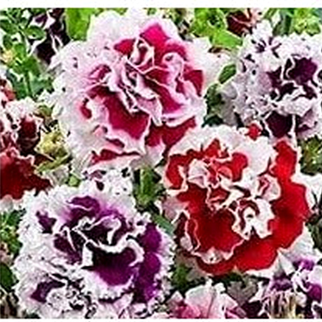 Heirloom Russian Petunia Flower Seeds for Planting [neera-v5-672ceb0cfbb0c52b98c1]