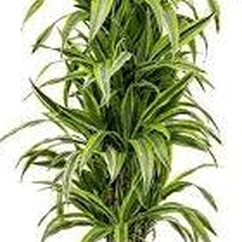 Green Dracaena Palm Plant Seeds for Garden [neera-v5-673f2c481a820b2b77c8]