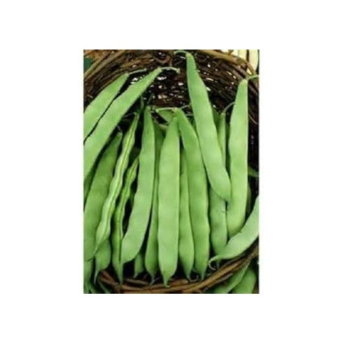 Green Bush Bean Seeds for Planting [neera-v5-6746a76966fc6d72cc82]