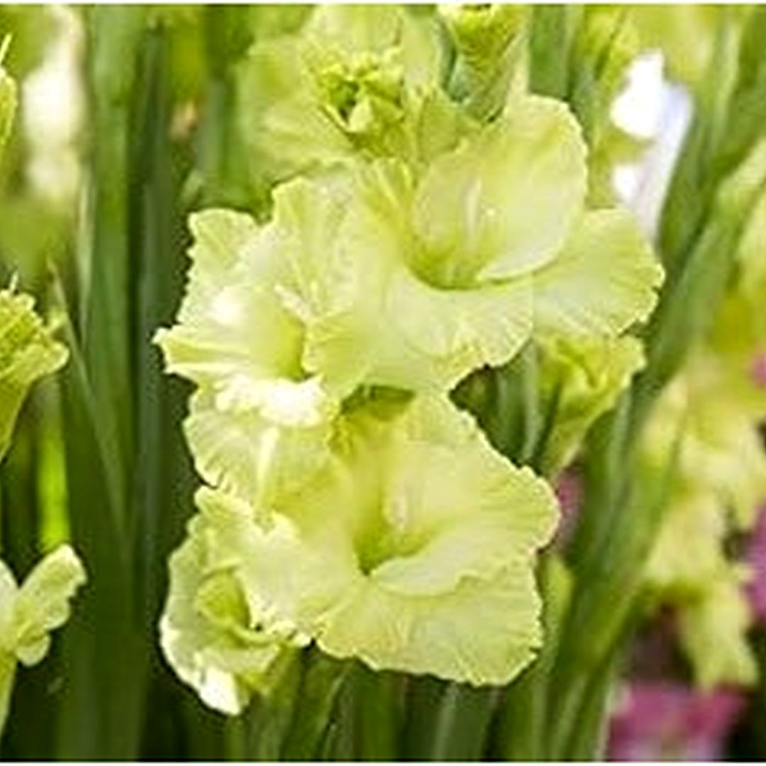 Non-GMO Light Green Gladiolus Flower Seeds for Planting [neera-v5-6747e11dc08c8963c595]