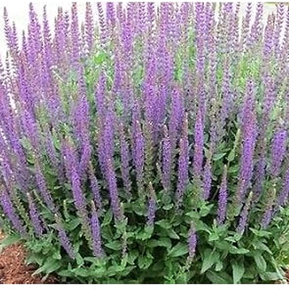 Purple Hyssopus Officinalis Plant Seeds for Planting [neera-v5-674f6b8b5b1c8f8ea0a8]