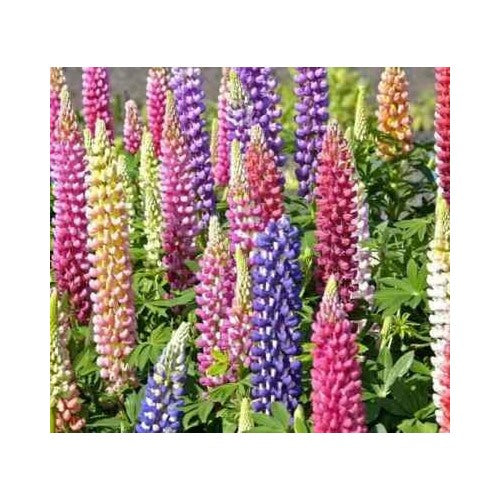 Russell Lupine Flower Mixed Colors Perennial Garden Heirloom Non Gmo Flower Seeds Home Garden [neera-v5-676329d6c6c2cdd22b70]