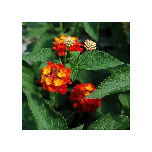 Heirloom Non-GMO Red Yellow Lantana Flower Seeds [neera-v5-6773a280c9e429e74fe1]