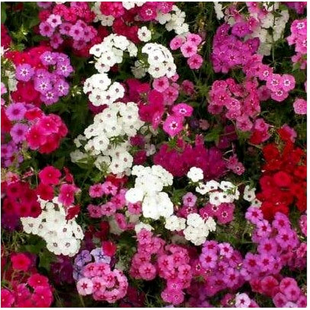 Pink White Red Phlox Tall Mix Flowers Spring Heirloom Pure Non Gmo Flower Seeds Home Garden [neera-v5-67771a5eb85f3f54ea52]