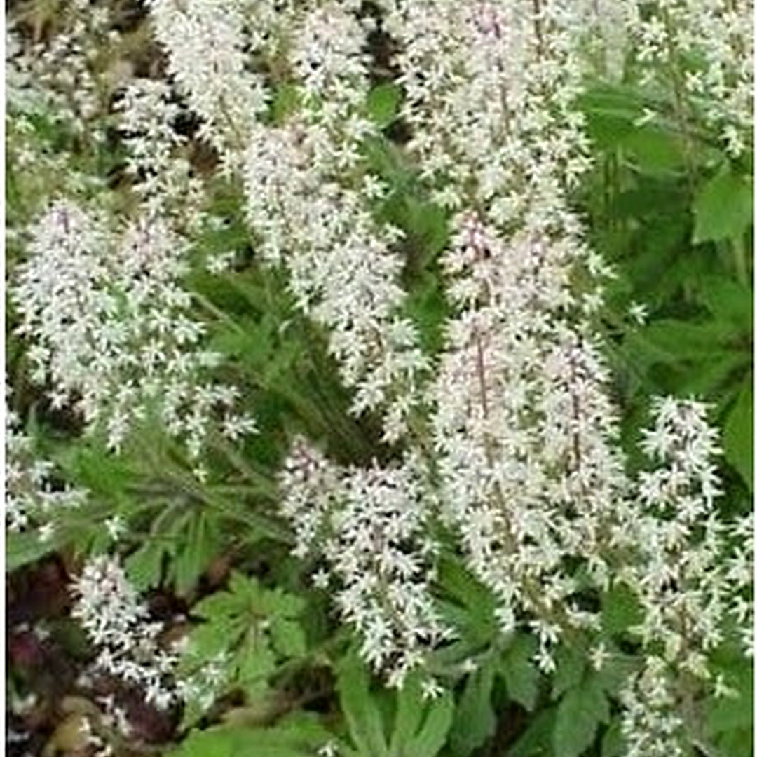 White Tiarella Foam Flower Planting Seeds for Garden [neera-v5-6778142c1e740c251dca]