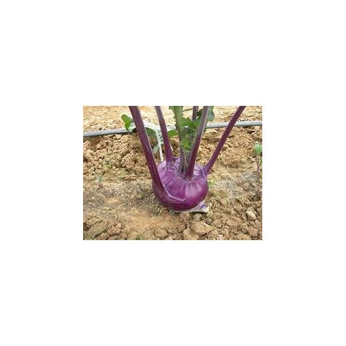 Kohlrabi Purple Vienna Seeds for Planting [neera-v5-677f5bcc161b948122c2]