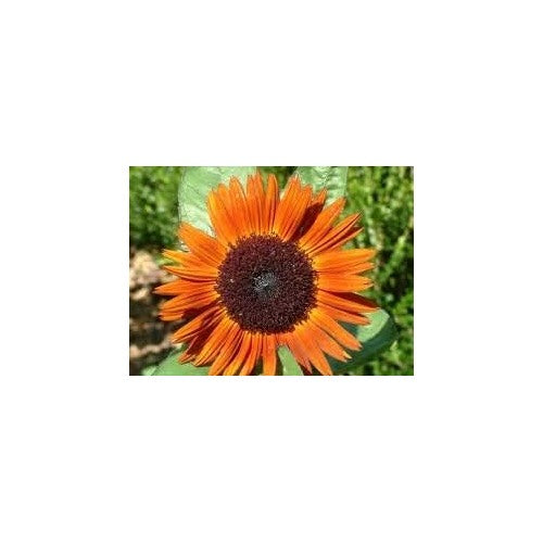 Heirloom Non-GMO Sunflower Seeds for Planting [neera-v5-6786817bcf126cb60119]