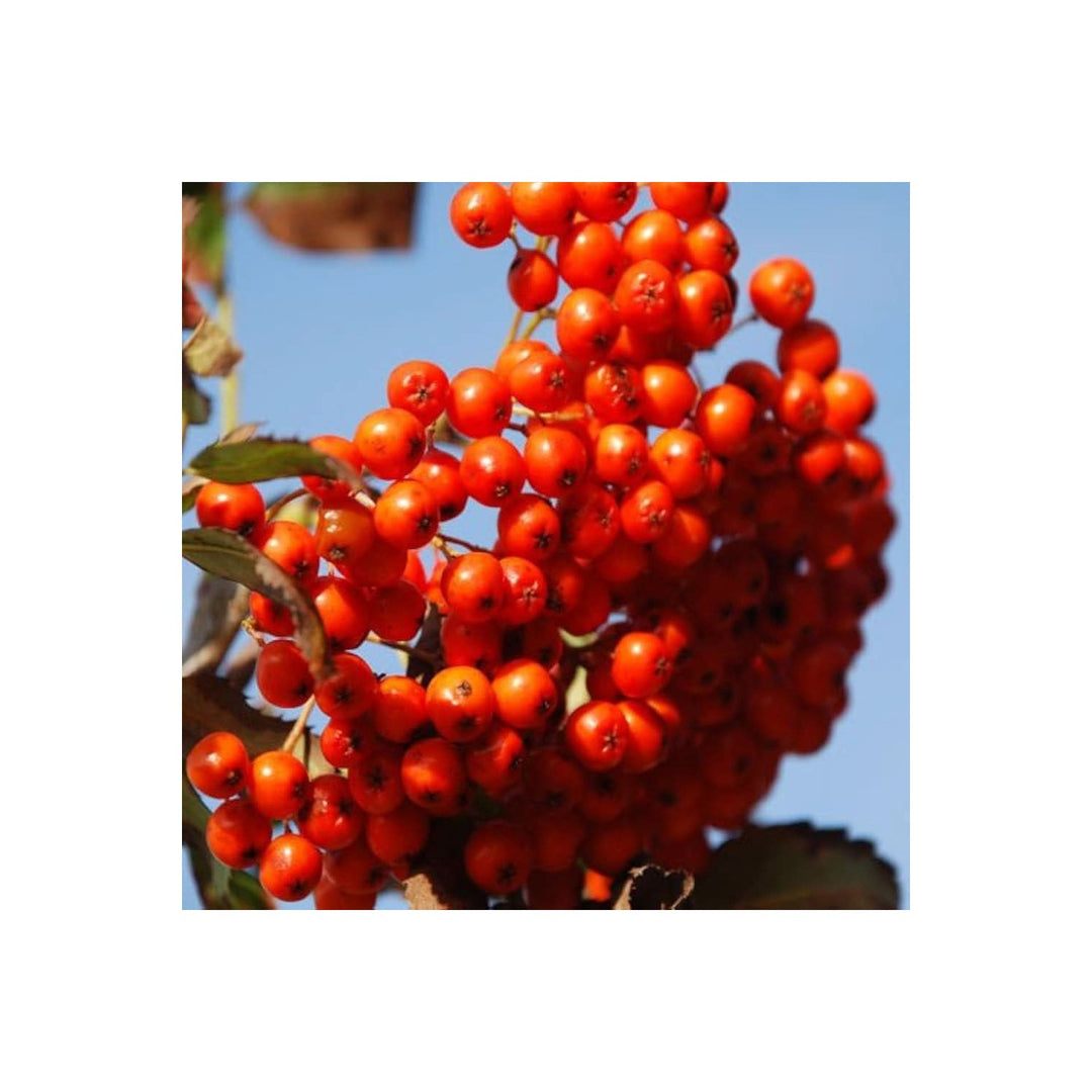 Rowan Tree Sorbus Aucuparia Flowering Tree For Planting In Home Lscapes Flower Seeds for Home [neera-v5-678be353c760d49a91cb]