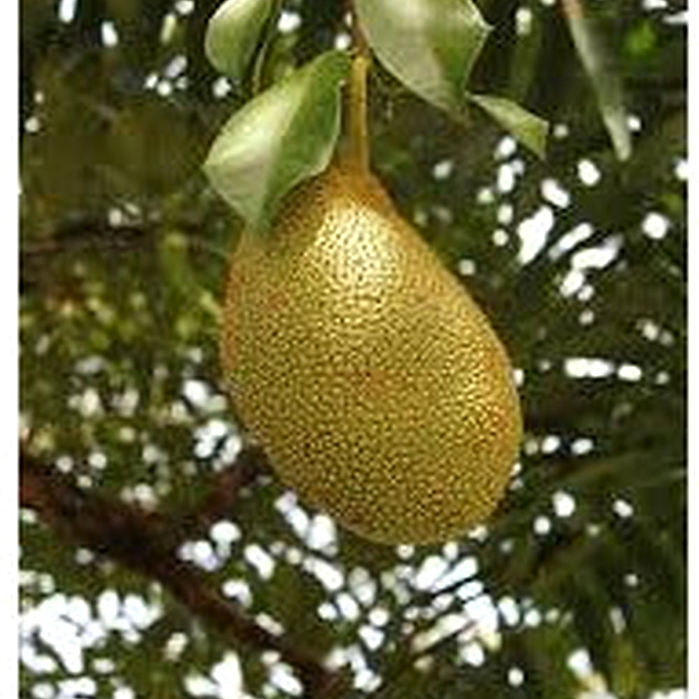Black Gold Jackfruit Seeds for Planting [neera-v5-678f68e4bdab4b9d0257]