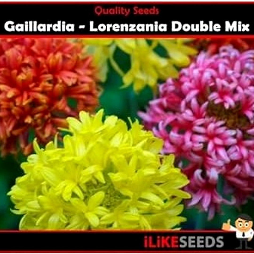 Organic Mixed Gaillardia Lorenziana Flower Seeds for Planting [neera-v5-679a97eecc29e62d58bb]