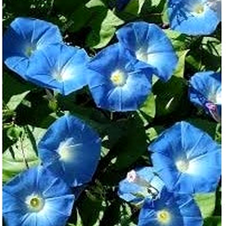 Giant Moon Flower Seeds for Garden Planting [neera-v5-67a2b6a53d839622244d]