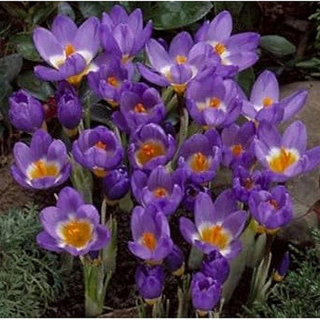 Heirloom Non-GMO Violet Yellow Crocus Flower Seeds for Garden Planting [neera-v5-67a907080e9df7182e44]