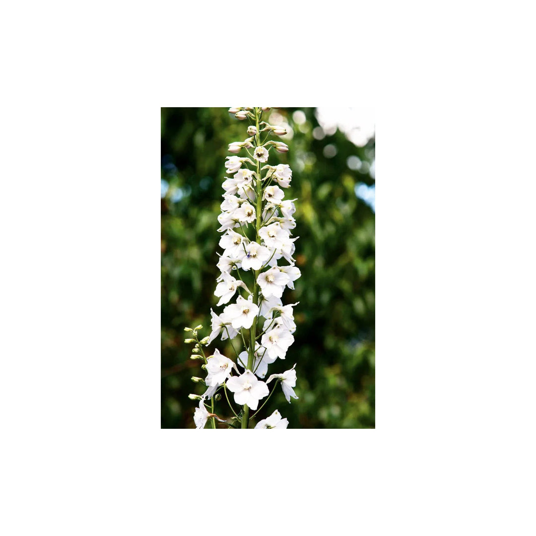 Delphinium Casa Bella For Garden And Container Planting Flower Seeds for Home Garden Planting, [neera-v5-67b198abeff1778b242f]