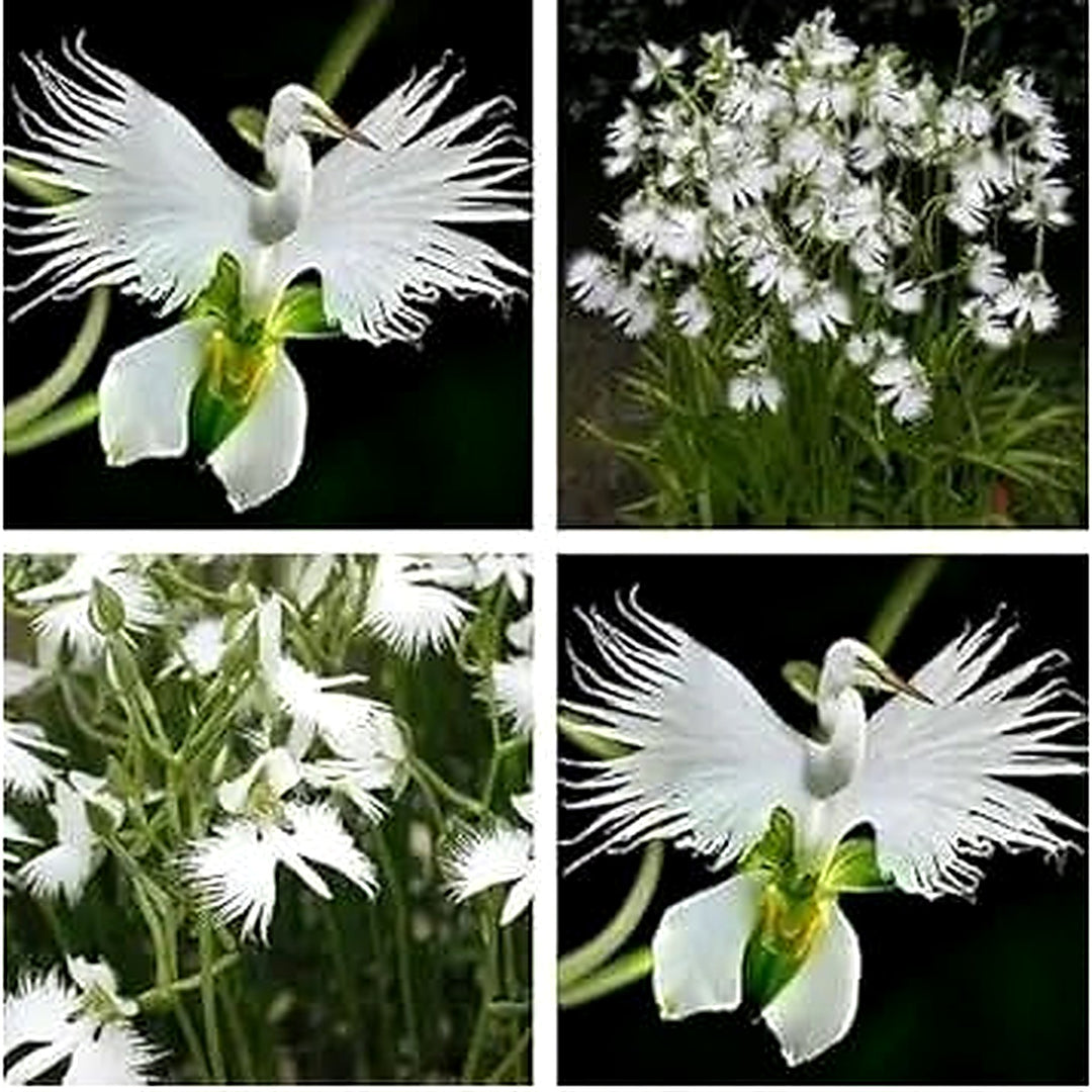 White Japanese Egret Orchid Flower For Garden Planting Non Gmo Flower Seeds for Home Garden [neera-v5-67b53551652384caa39b]