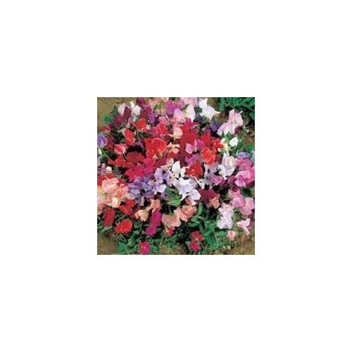Sweet Pea Cupid Flower Seeds for Planting [neera-v5-67babd96c7cf30f4c9e1]