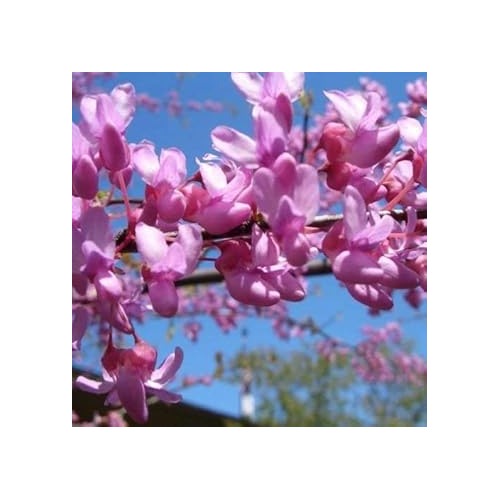 Heirloom Non-GMO Pink Cercis Flower Seeds for Ornamental Garden Planting [neera-v5-67cf2bb6ecf7aa9d7692]