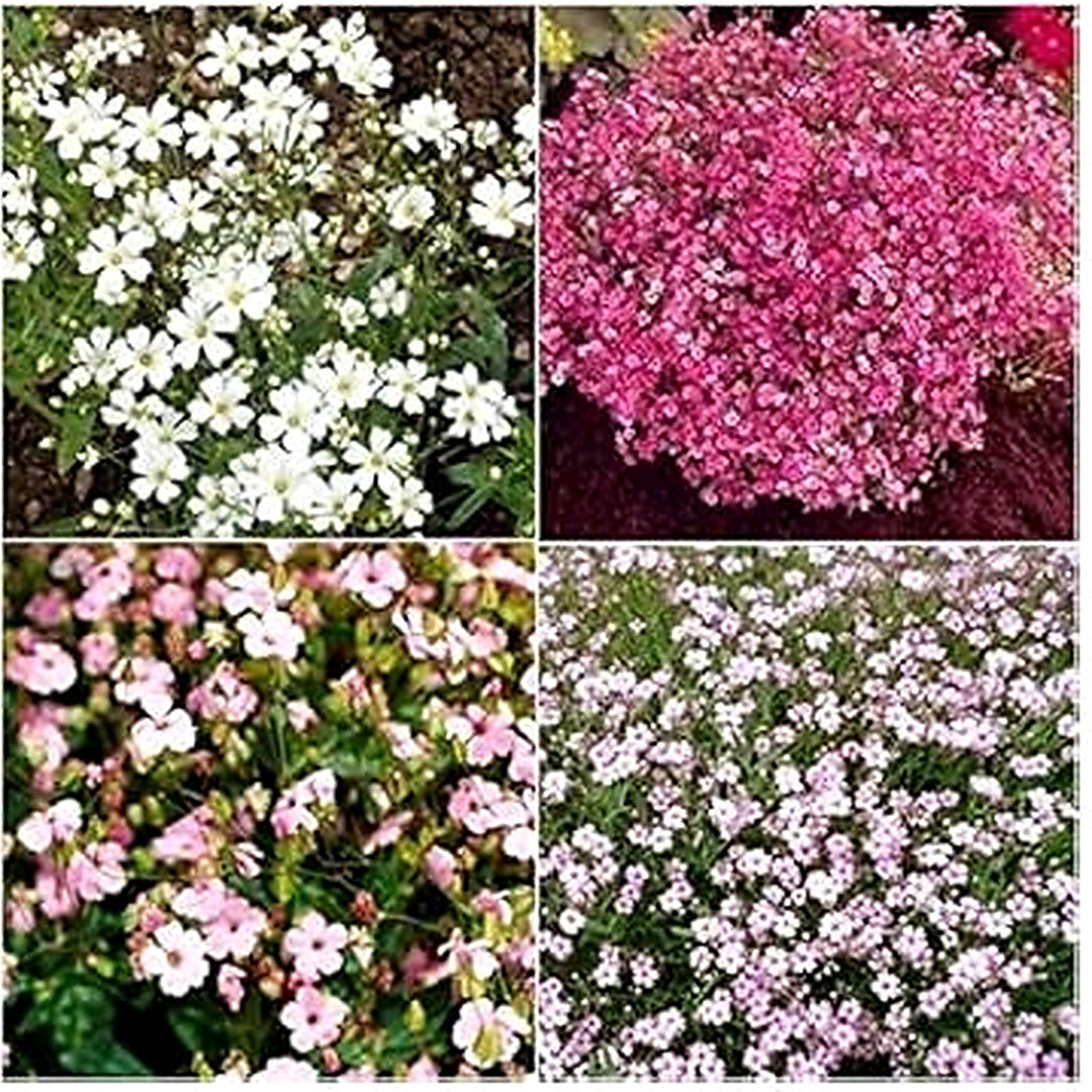 Organic Mixed Gypsophila Paniculata Flower Seeds for Planting [neera-v5-67d031c2209fbbaba803]