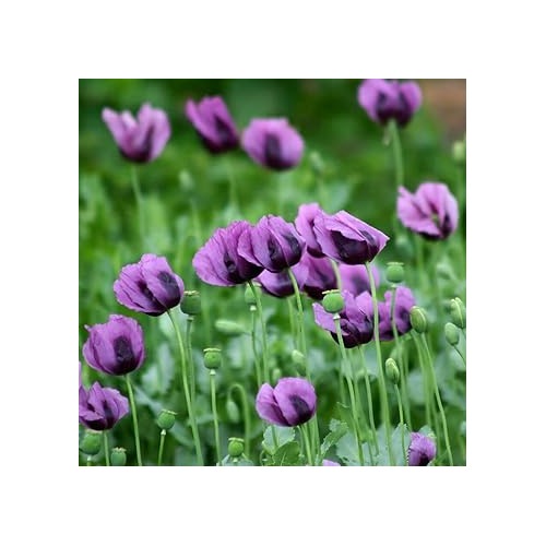 Heirloom Non-GMO Purple Eschscholtzia Flower Seeds for Planting [neera-v5-67d16551868de5c39e12]