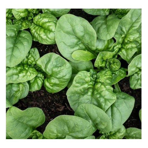 Noble Giant Spinach Seeds [neera-v5-67d3fbf91434e905ee22]