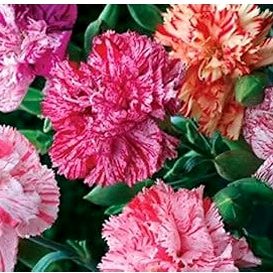 Mixed Dianthus Caryophyllus Flower Seeds [neera-v5-67def267deb79a022129]