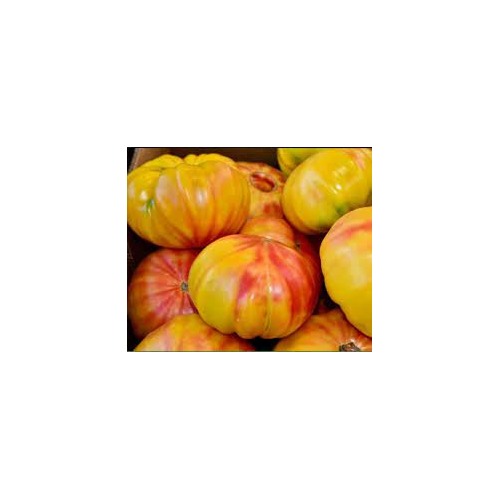 Big Rainbow Bi-Color Tomato Seeds for Planting [neera-v5-67e37b3f2928e809db78]