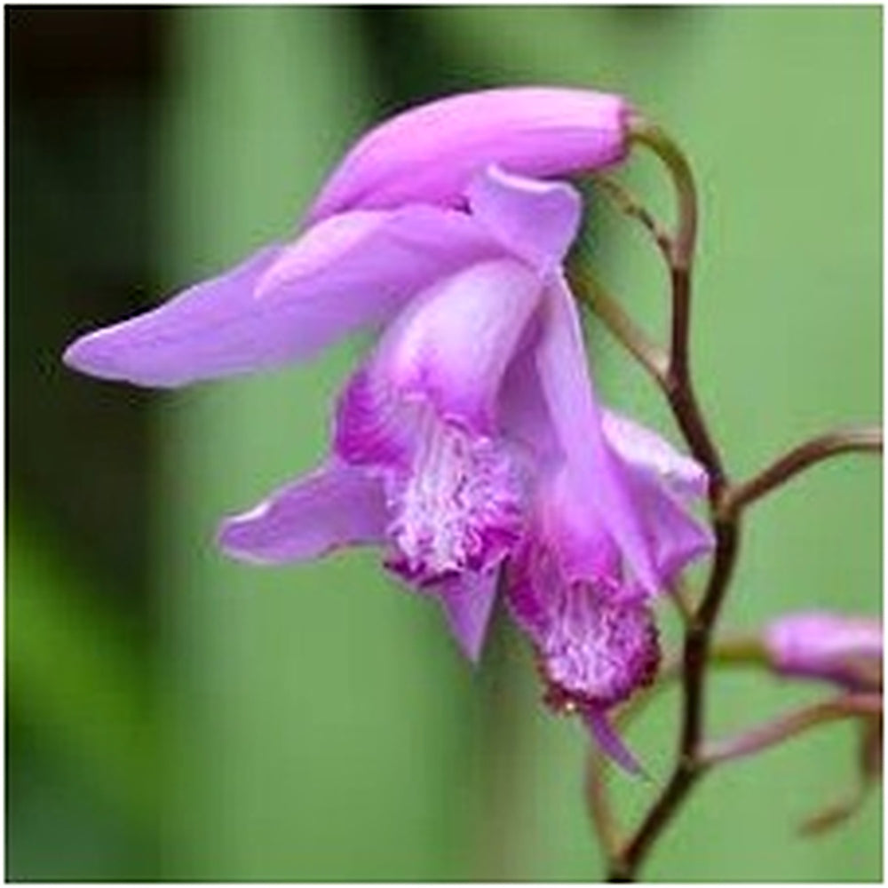 Heirloom Non-GMO Bletilla Striata Flower Seeds for Hardy Orchid and Shade Garden Planting [neera-v5-67ecd63744215f8cbdff]
