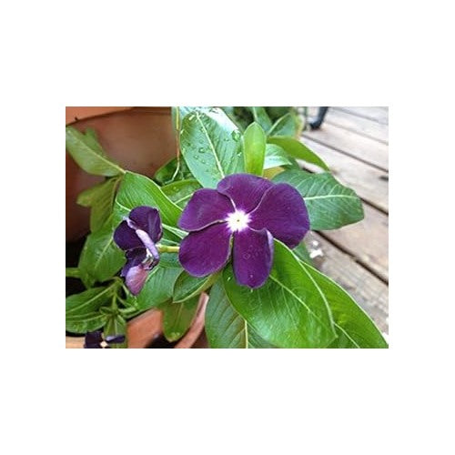 Purple Periwinkle Flower Seeds [neera-v5-67ed0c6464b257675adb]