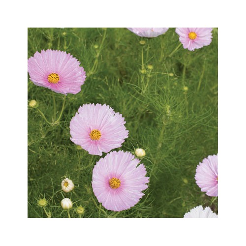 Cosmos Cupcakes Blush&