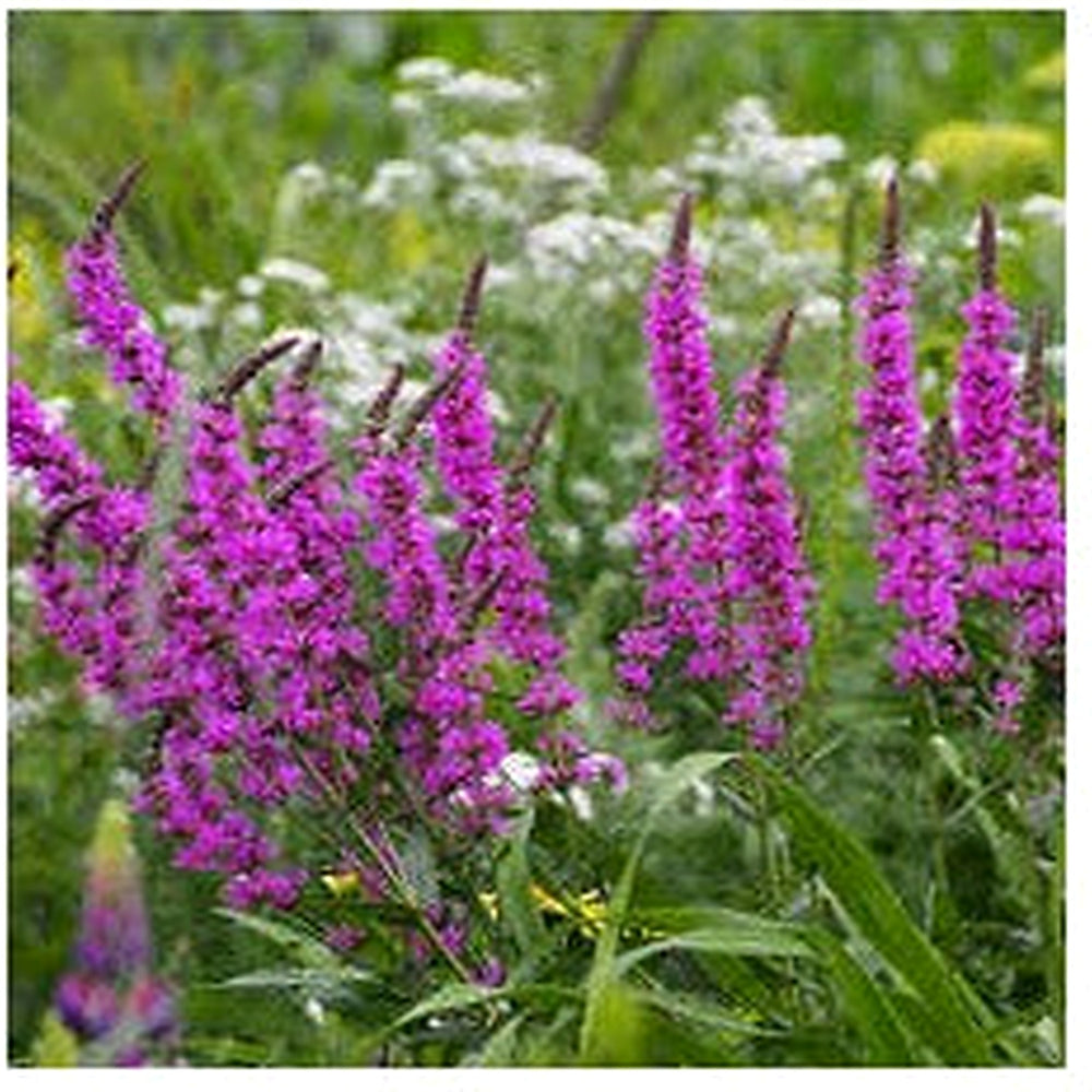 Purple Loosestrife Flower Seeds for Planting [neera-v5-67f81ceb91747ed49b28]