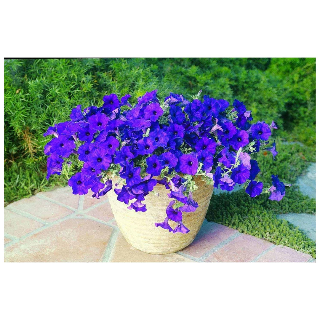 Blue Petunia Petunia Hybrida Flower For Planting In Hanging Baskets And Balcony Planters Flower [neera-v5-6807f55766b44cccd00b]