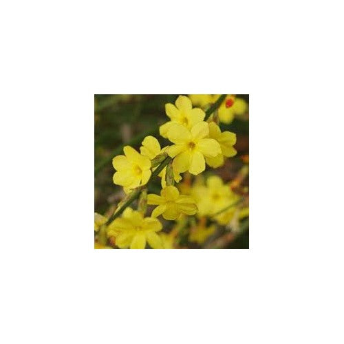 Winter Jasmine Flower Seeds for Planting [neera-v5-6815c1711c8d62712509]