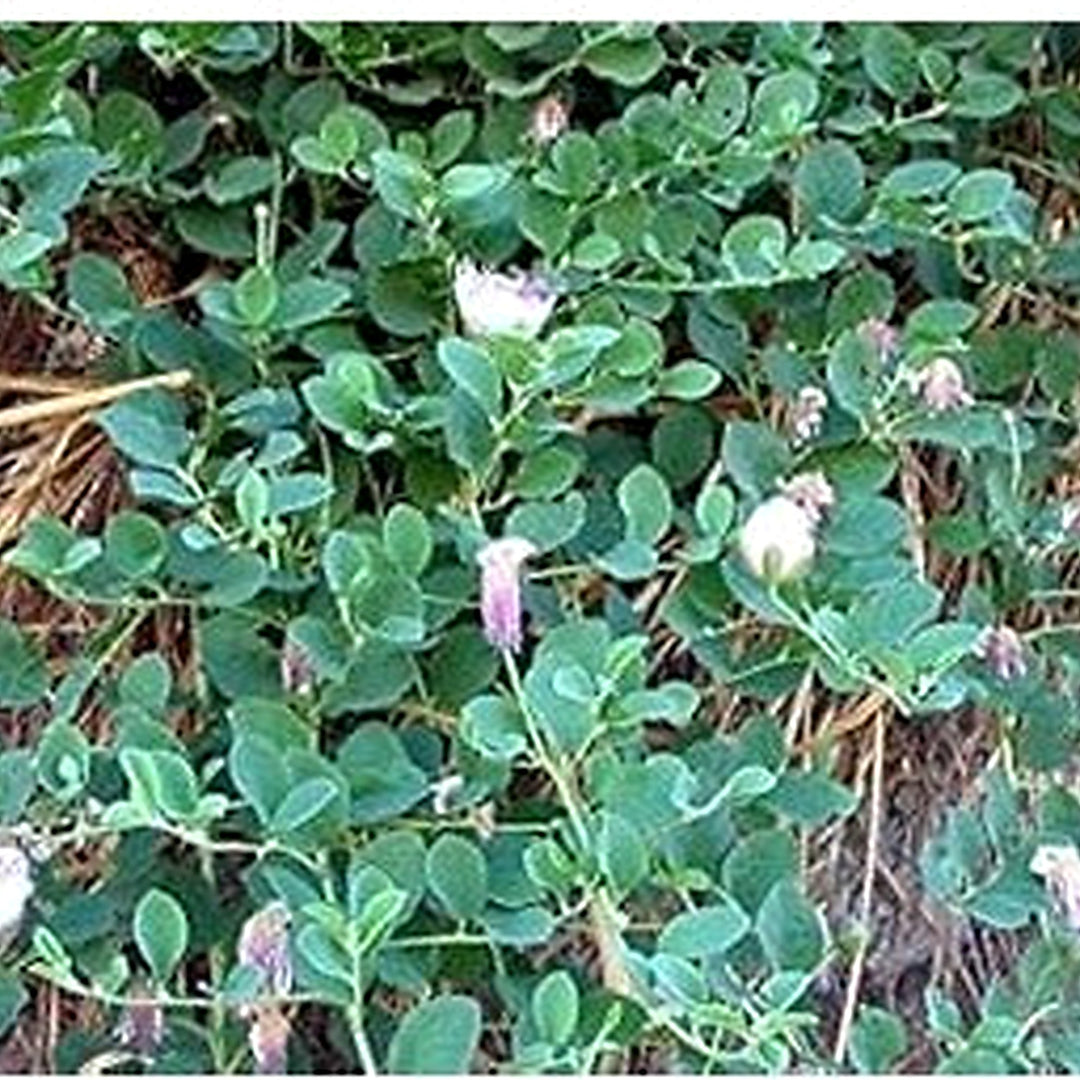 Purple Caper Bush Plant For Planting Flower Seeds for Home Garden Planting, Landscape Organic [neera-v5-6821aa5239ad2b5c5c22]