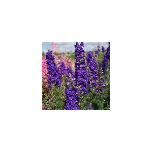 Delphinium Lavender Flower Seeds for Planting [neera-v5-6823ca9f8996d87b7d52]
