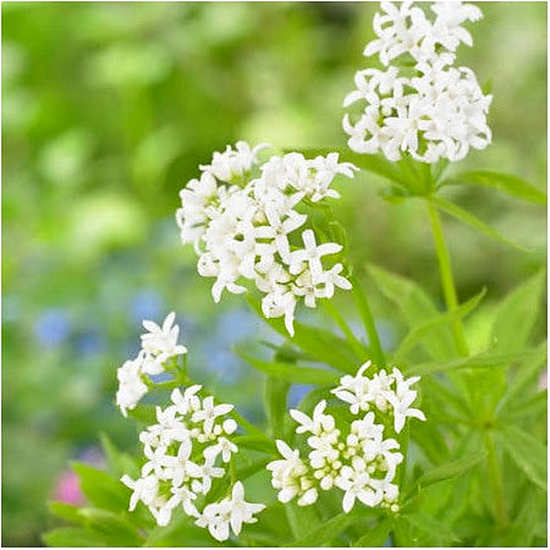 Sweet Woodruff (Galium odoratum) Flower Seeds for Planting [neera-v5-6828c0a8da24db4050ee]