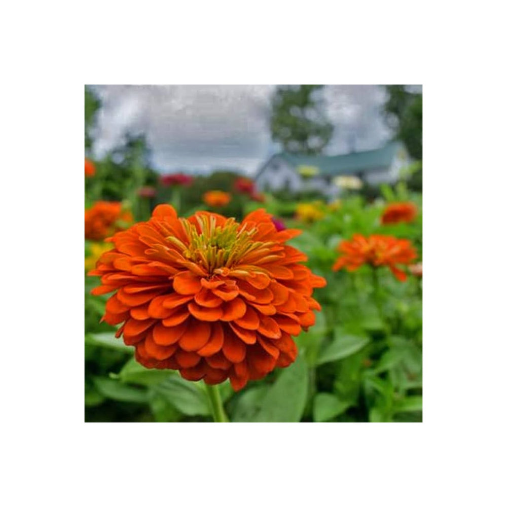 Orange Yellow Zinnia Flower For Planting Vibrant Non Gmo Heirloom Flower Seeds for Home Garden [neera-v5-682c0918a76ce563728d]