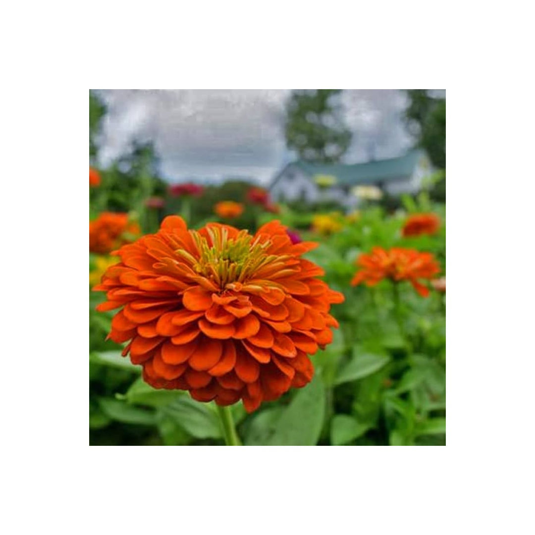 Orange Yellow Zinnia Flower For Planting Vibrant Non Gmo Heirloom Flower Seeds for Home Garden [neera-v5-682c0918a76ce563728d]