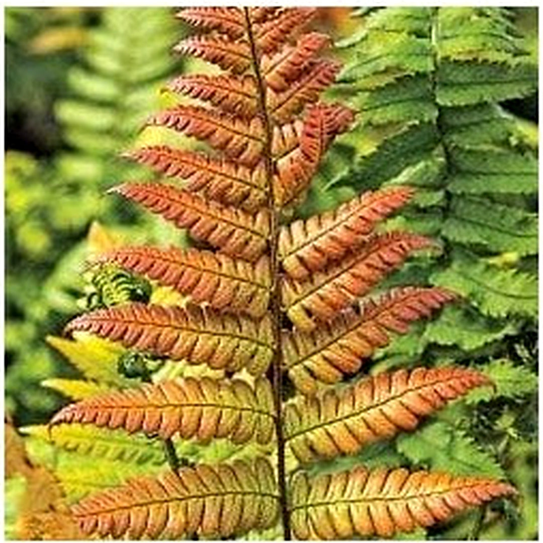 Red Yellow Fern Plant Seeds [neera-v5-682cce9416a1943bb3a9]