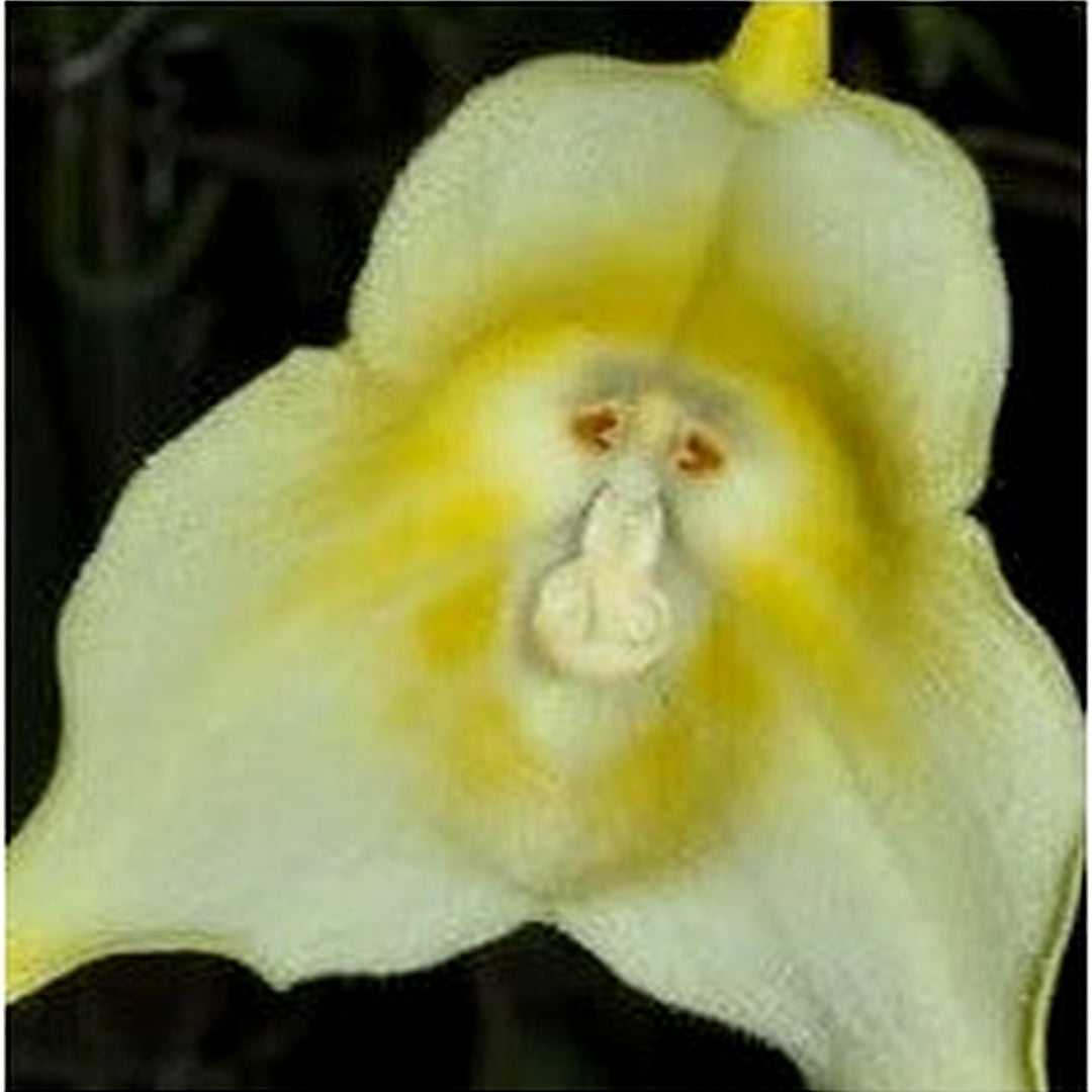 Heirloom Light Yellow Monkey Face Orchid Seeds for Planting [neera-v5-683ca92578f67054bc7c]